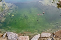 Piscine naturelle Morbihan - Bretagne - Vue régénération - Plantes oxygénantes