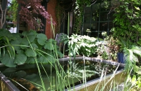 Piscine naturelle BioNova à filtration biologique au Canada - Montréal