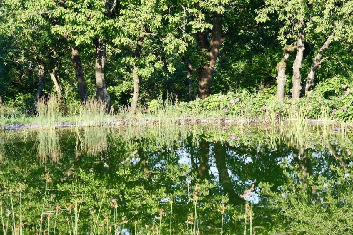 Piscine naturelle Yonne