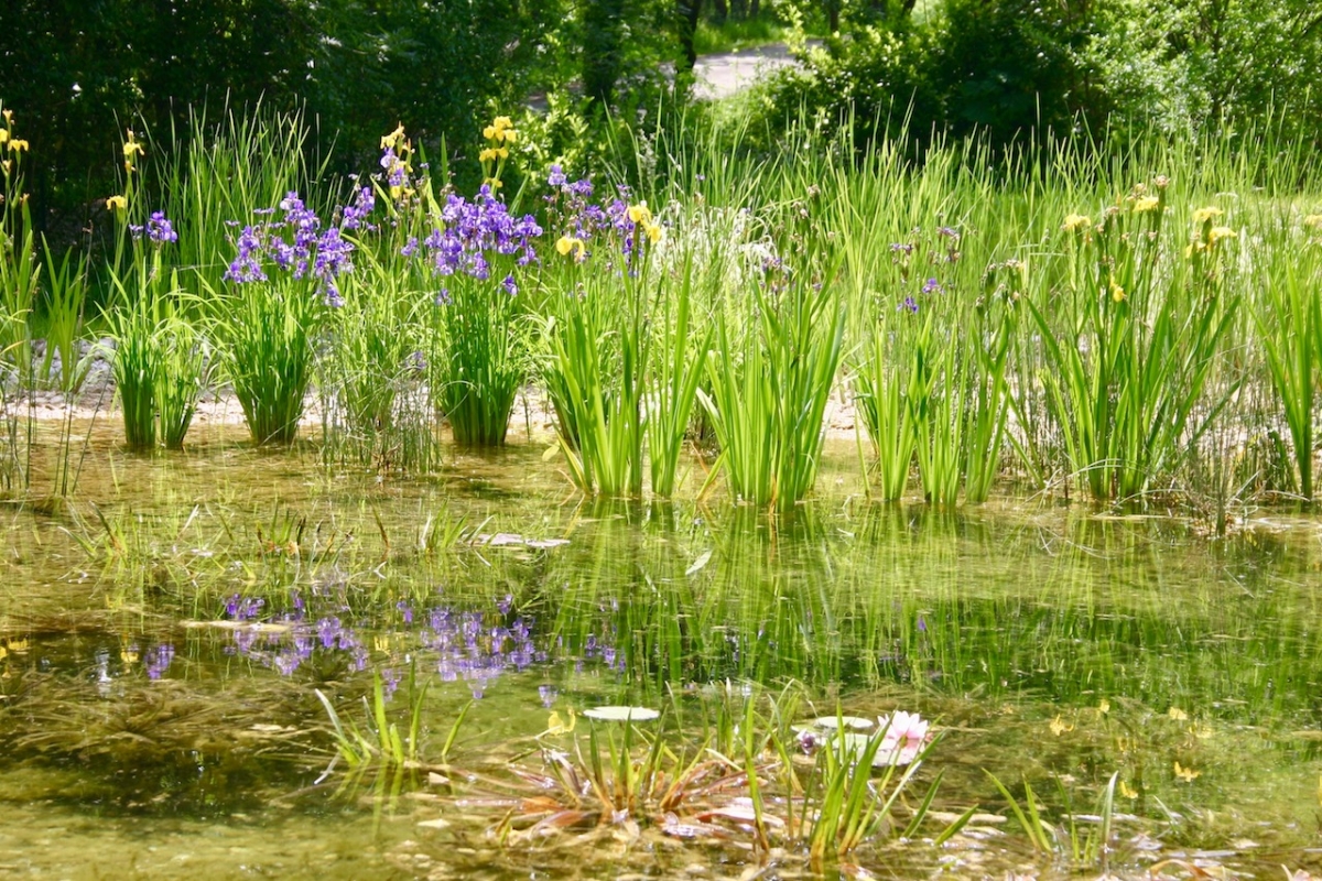 Piscine naturelle Tarn et Garonne