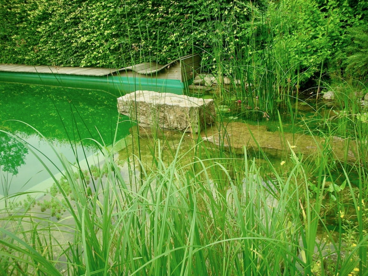 Piscine naturelle paysagère