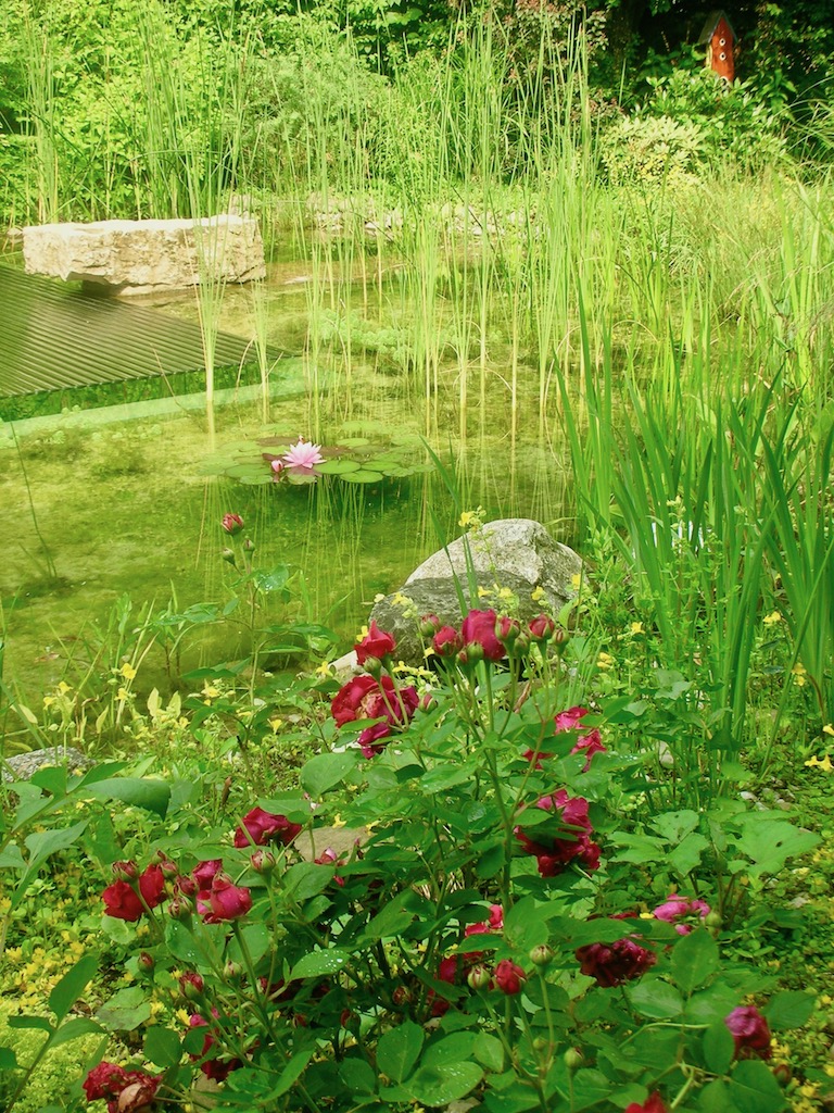 Piscine naturelle paysagère