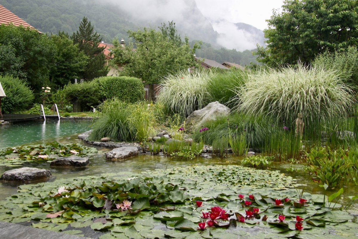 Piscine naturelle et biologique