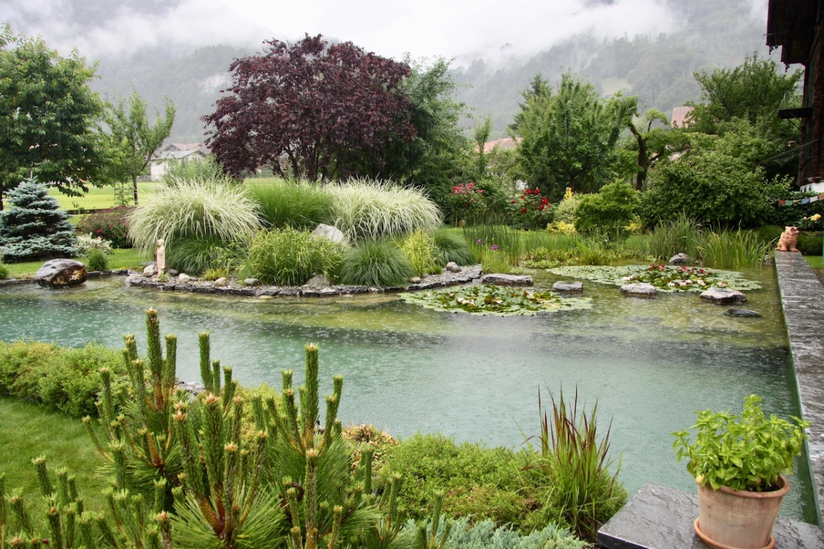 Piscine naturelle et biologique