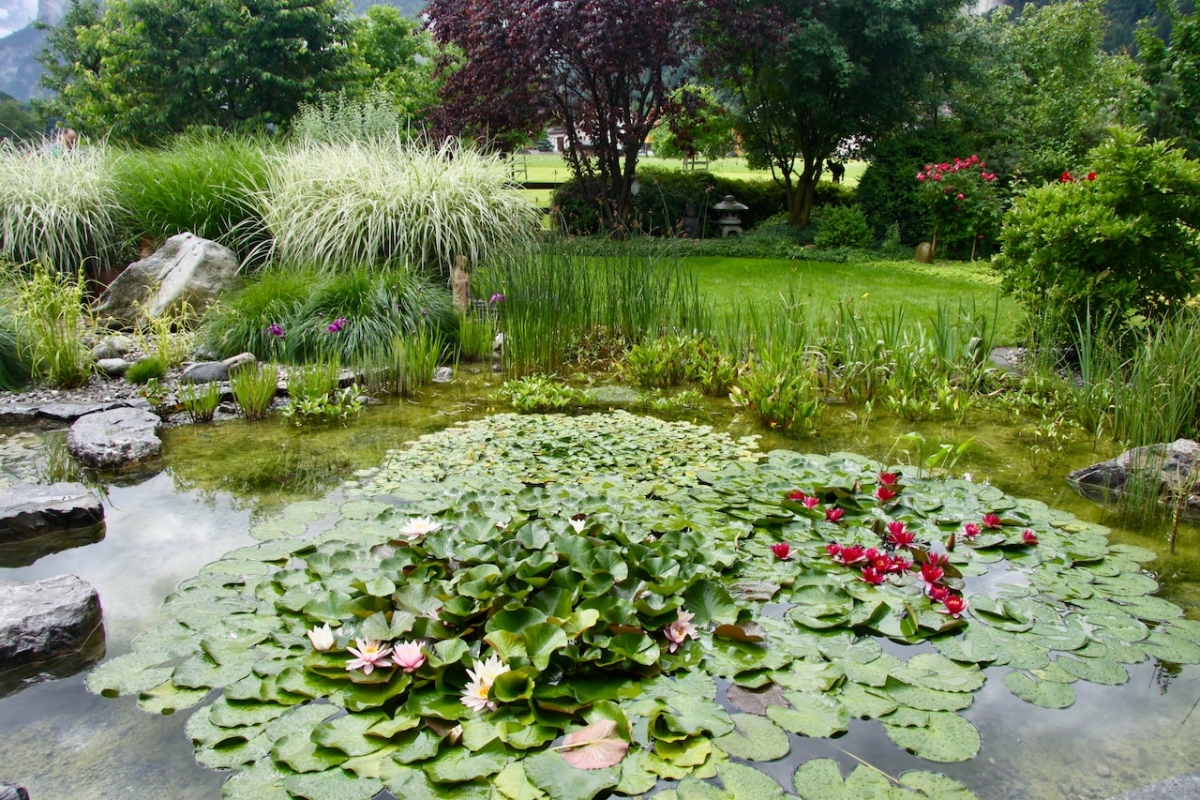 Piscine naturelle et biologique