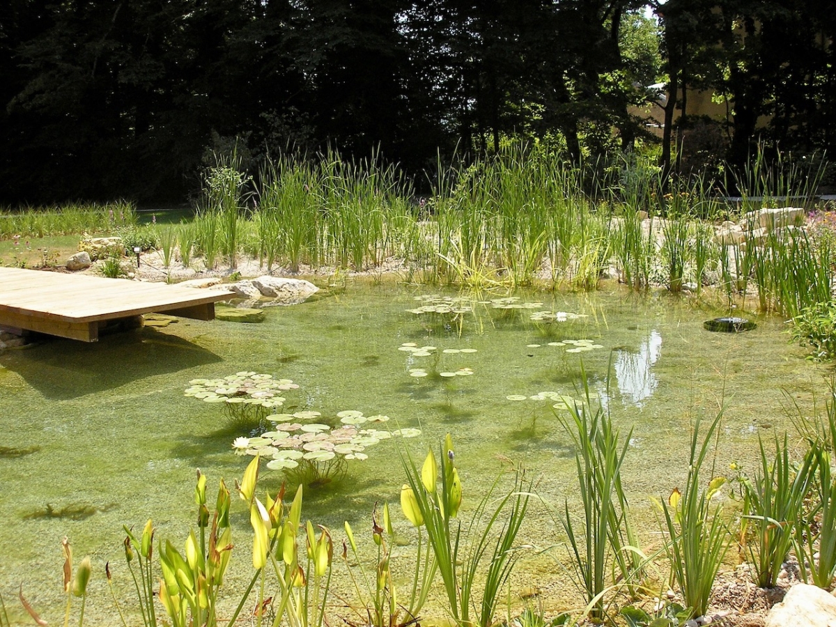 Piscine naturelle jura