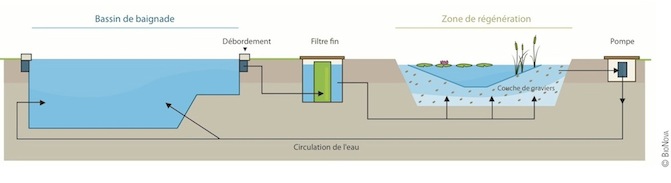 Principe de la filtration biologique d'une baignade naturelle BioNova